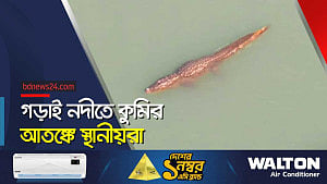 একসঙ্গে একাধিক কুমির দেখার দাবি স্থানীয়দের