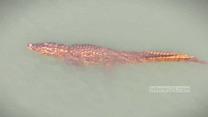 Crocodile sightings in Rajbari stir panic among locals