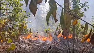 দগ্ধ রাংটিয়া শালবন এবং দায়সারা রাষ্ট্র