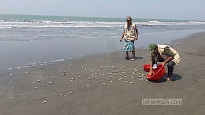 বঙ্গোপসাগরে আরও ২৫৫ কাছিমের বাচ্চা অবমুক্ত