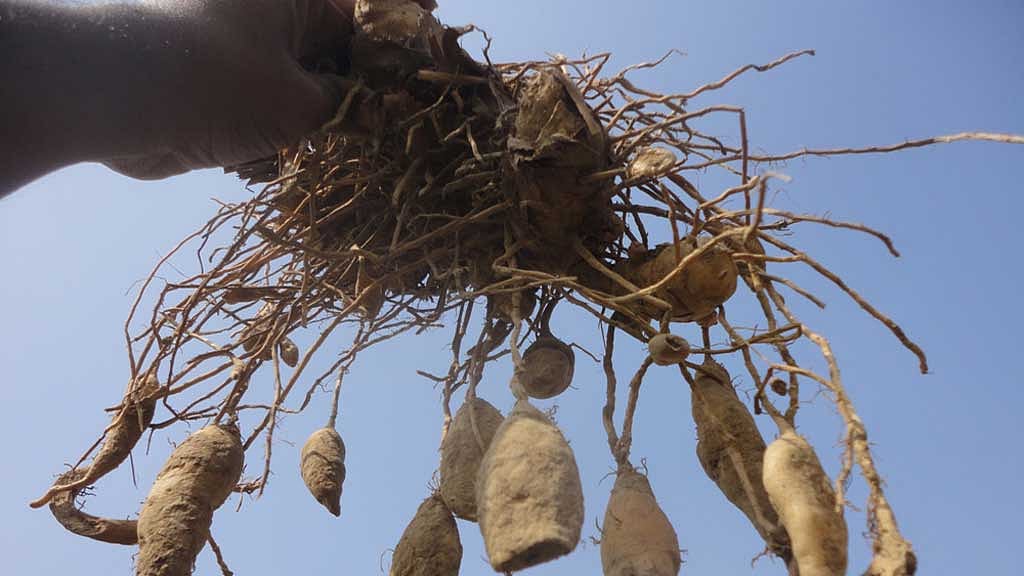শালবনে আগুনের ফলে পাহাড়ি বনআলু ও কন্দ জাতীয় গাছের সবচেয়ে বেশি ক্ষতি হয়।