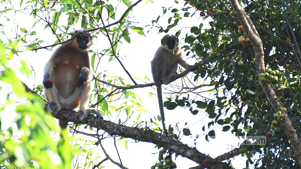 Two langurs perch on the sturdy branches of a tree, their eyes surveying the dense wilderness of Khagrachhari’s Bara Kangrakhaiya forest.