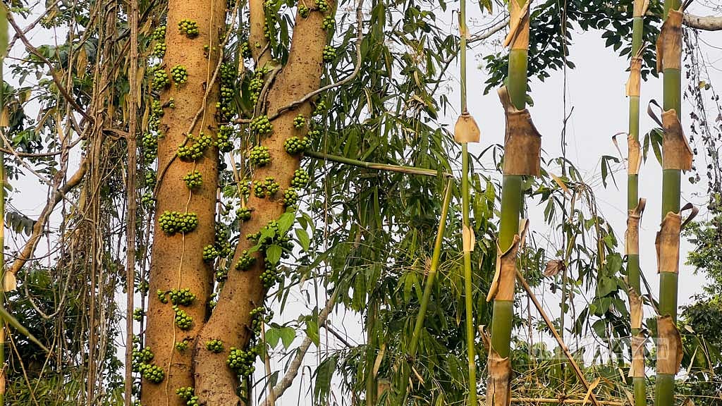 Towering trees stand undisturbed in the heart of the Bara Kangrakhaiya forest in Khagrachhari.