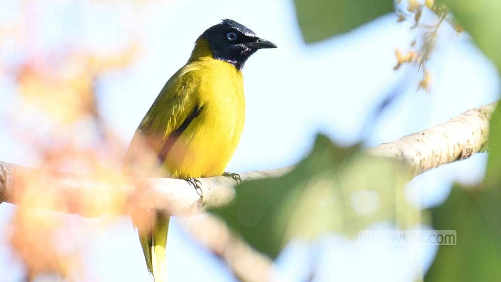 A black-headed bulbul perches on a slender branch of a tree in the Bara Kangrakhaiya forest in Khagrachhari.