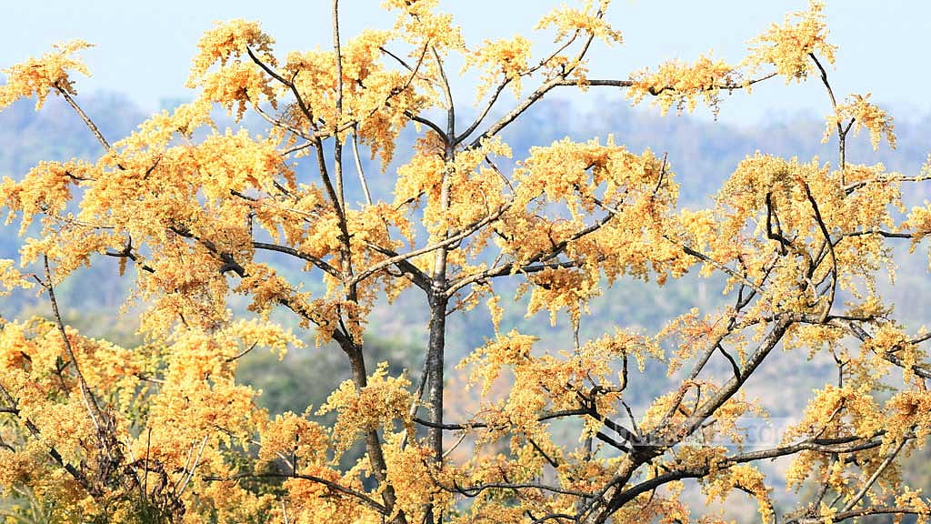 The leaves of an acacia tree glisten in the golden sunlight in the Bara Kangrakhaiya forest in Khagrachhari.