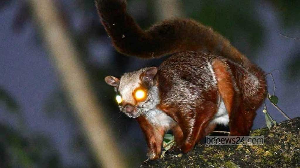 A rare flying red squirrel, seen only by the fortunate few, sits on the branch of a tree in the Bara Kangrakhaiya forest in Khagrachhari.