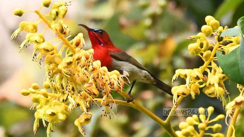 A crimson sunbird clings to the branch of a tree in the green Bara Kangrakhaiya forest in Khagrachhari.