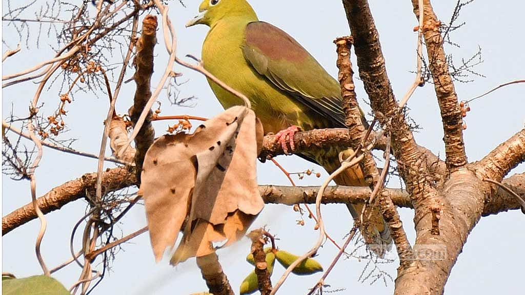A wedge-tailed green pigeon sits on a sturdy branch of a tree in the Bara Kangrakhaiya forest in Khagrachhari.