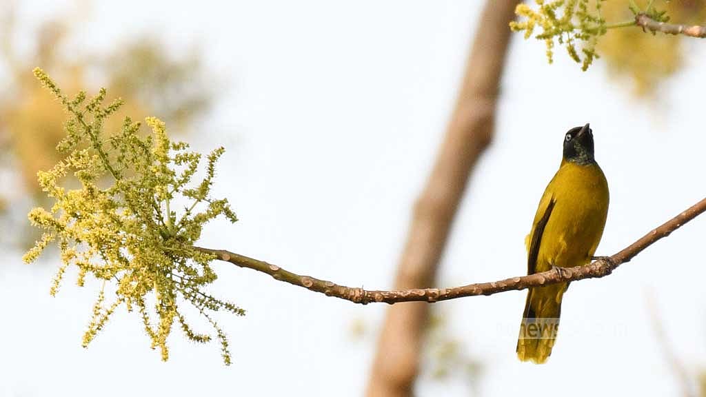 A black-headed bulbul, seldom seen, perches on a tree branch in Khagrachhari's Bara Kangrakhaiya forest.