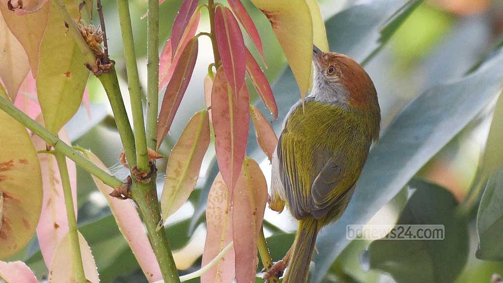 A dark-necked tailorbird sits on a branch, its presence barely noticeable amid the leaves in Khagrachhari's Bara Kangrakhaiya forest.