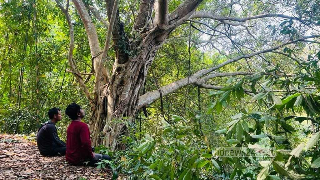 Deep within the forest, the rhythmic calls of unseen birds merge with the soft rustling of leaves in Khagrachhari's Bara Kangrakhaiya forest.