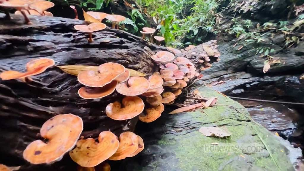 Natural mushrooms, nurtured by the steady flow of water, bloom on a fallen tree in Khagrachhari's Bara Kangrakhaiya forest.