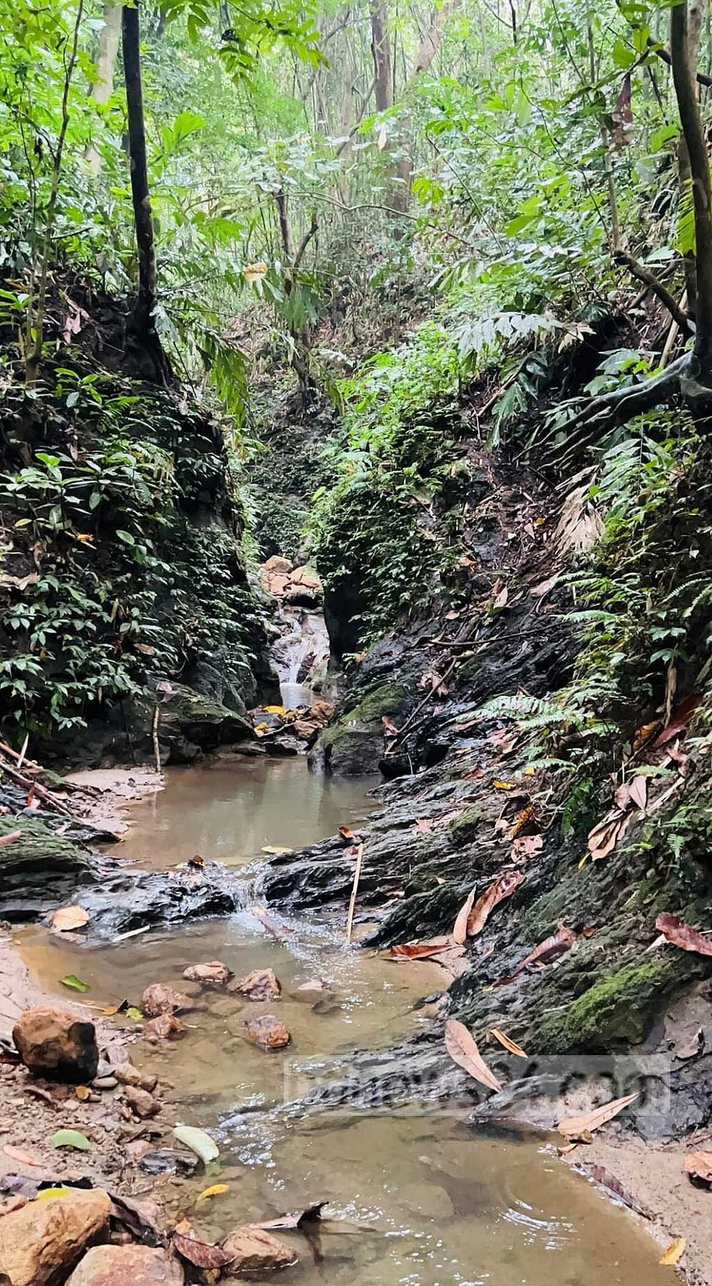 The stream of Bara Kangrakhaiya flows undeterred, its waters carving a quiet path through the wilderness in Khagrachhari's Bara Kangrakhaiya forest.