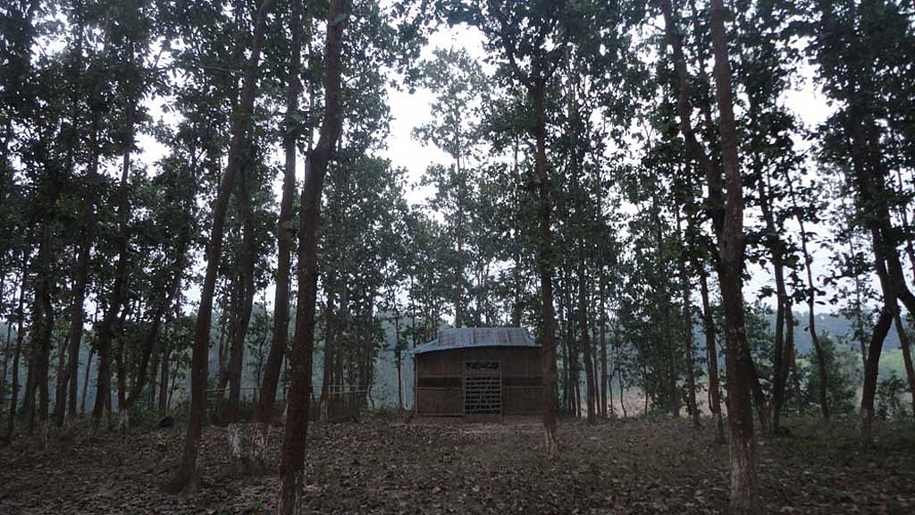 এককালের গভীর কুঞ্জবন কালীস্থান এখন কোনোরকমে টিকে আছে।
