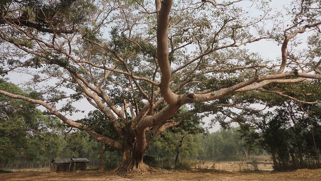 মাসু বাথানে ছিল হরিকেল ও টিয়া পাখির অভয়াশ্রম।