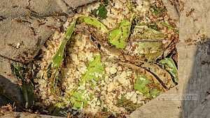 পিঁপড়ার ডিম সংগ্রহ করাই তার পেশা