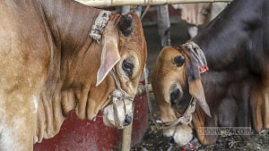 Eid-ul-Azha on May 28