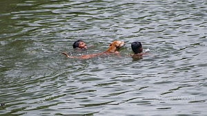 A canine companion for children’s antics