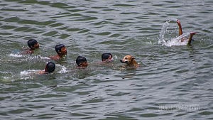 শিশুদের দুরন্তপনার সঙ্গী কুকুর