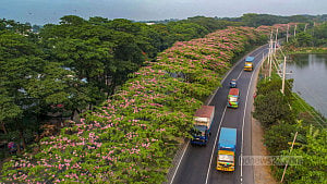 সোনালু-জারুলে রাঙা পথ