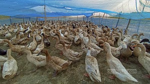 Mobile coops for ducks