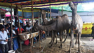 যশোর থেকে ৩ উট চট্টগ্রামের হাটে