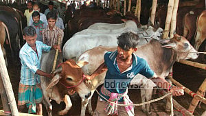 মেরাদিয়া ও আফতাবনগরে পশুর হাট বসবে না: হাই কোর্টের আদেশ বহাল