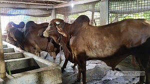 গোপালগঞ্জে কোরবানির জন্য প্রস্তুত ৪০ হাজার পশু