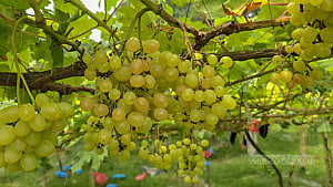 A brighter future through grape farming