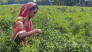 Bumper chilli harvest in Manikganj