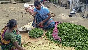 মানিকগঞ্জে মরিচের বাম্পার ফলন