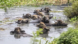 গরমে নাকাল মহিষের পাল