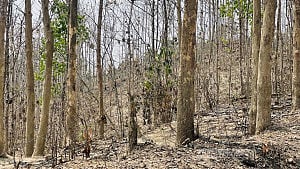 Greed-driven foreign tree planting chokes forests
