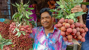 Dinajpur lychees hit the market