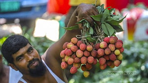 Sonargaon's lychees hit the market
