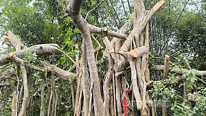 ‘শিরক’ আখ্যা দিয়ে কাটা হল শতবর্ষী বটগাছ