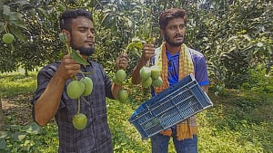 নওগাঁর আম আসছে বাজারে