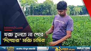 বাম্পার ফলনেও হাসি নেই মানিকগঞ্জের মরিচ চাষিদের