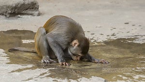 গরমে ভুগছে প্রাণিকুলও