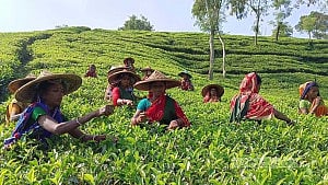 চা দিবস: চা শিল্প বাঁচাতে প্রয়োজন সমন্বিত উদ্যোগ