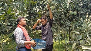 বাজারে এসেছে নওগাঁর আম