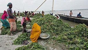 যমুনায় পানি বৃদ্ধি, পাবনায় অপরিপক্ব বাদাম তুলছেন কৃষক