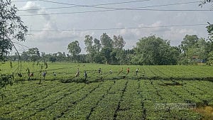 সমতলে চায়ের রাজ্য
