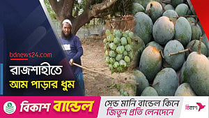 রাজশাহীতে সুস্বাদু ‘সাগরিকা’ নামছে গাছ থেকে