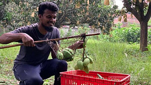 রাজশাহীতে আম সংগ্রহ শুরু