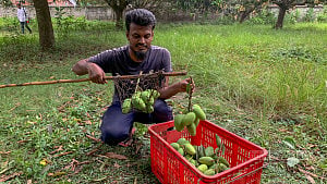 Rajshahi mangoes harvested on first day of Jaistho
