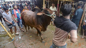 গাবতলী হাটে কোরবানির পশু