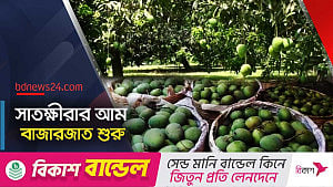 গাছ থেকে নামল সাতক্ষীরার গোপালভোগ আর গোবিন্দভোগ