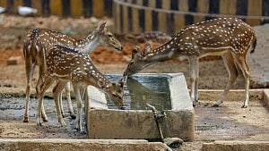 Animals coping with scorching heat at zoo