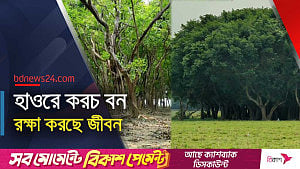 জামালগঞ্জে করচ বন: দুর্যোগে রক্ষাকবচ, সবুজের নান্দনিকতায় চোখের প্রশান্তি